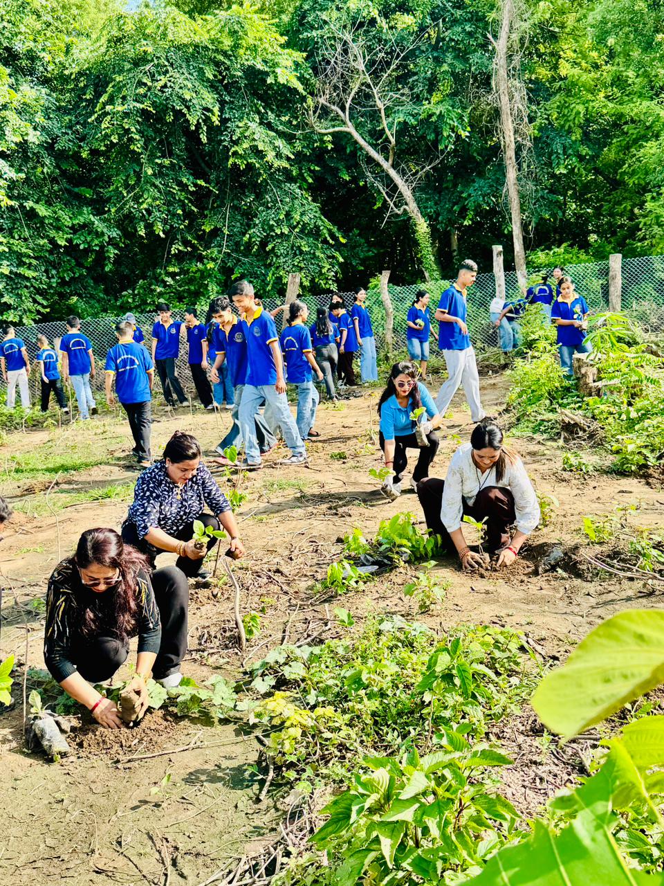 Tree Plantation Program